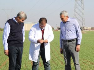 Ahmet Buğdayı Anadolu topraklarında yeniden hayat bulacak