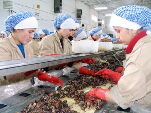 Aydın’da yağmurla birlikte salyangoz sezonu başladı