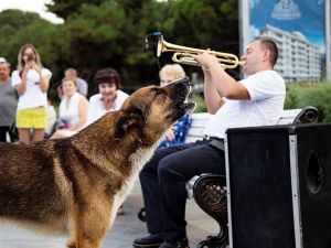 Ölen sahibinin dönmesini 9 yıl bekleyen köpek: Kırım’ın Haçiko’su