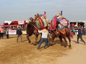 Manisa’da develer kıran kırana güreşti