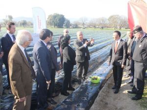 ’Vali Hanım’ çileğinden yıllık 20 milyon gelir