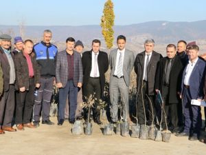 Demirci’de üreticilere ceviz desteği