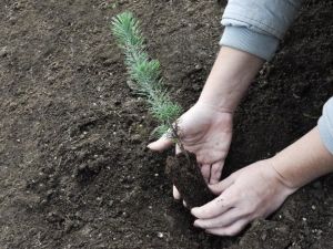 Ormanlar Büyüyor sosyal sorumluluk projesi ile 7 bin 300 çam fidanı dikildi