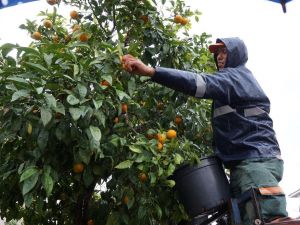 Marmaris Belediyesi’nden Turunç dağıtımı
