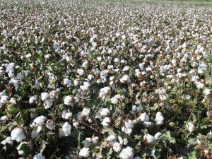 Türkiye pamuk üretiminde dünya altıncısı, ithalatta beşinci