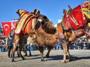 Güllük 6. Geleneksel Deve Güreşleri gerçekleştirildi