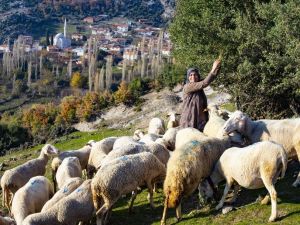 Orman köylüsüne büyük destek