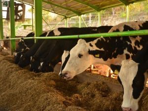 Düve Alım Destekleme başvuruları başladı