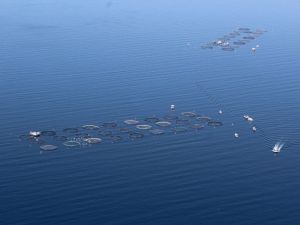 Türkiye’den 100 ülkeye ihraç yapılıyor