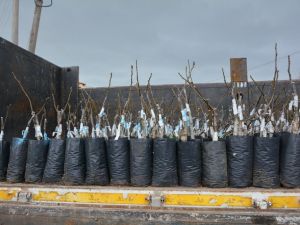 Yunusemre Belediyesinin üreticilere fidan desteği sürüyor