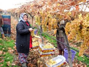 Yılbaşı üzümleri dalından sofralara ulaştırılacak