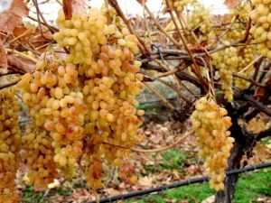 İstanbul’un Aralık ayı zam şampiyonu yaş üzüm oldu