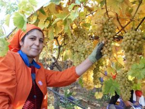 Limanı ve ülke sınırı olmayan Alaşehir’den 550 milyon dolarlık ihracat