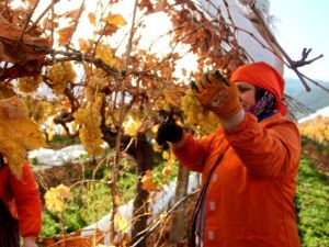 Manisa’da Ocak ayında üzüm hasadı