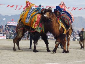 İncirliova’da 200 pehlivan deve kıyasıya güreşti