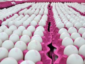 Yumurtada toptan satışta KDV indirimi sevindirdi