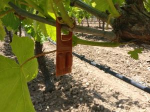 Manisalı bağcılara 9 milyon TL destek