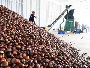 Yaş meyve sebze ihracatçılarının 2020 hedefi 1 milyar dolar ihracat