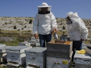 Bal ormanı, Urlalı girişimci kadınlara gelir kapısı olacak