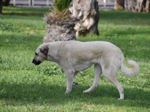 Aliağa’da ’kist hidatik’ eğitimi