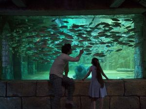 Çocuklara aslanlı ve akvaryumlu yarıyıl hediyesi