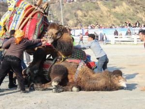 Pehlivan develer, kozlarını Germencik Arenası’nda paylaştı