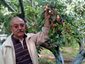 Kuzey Yarımkürenin İlk Kirazı