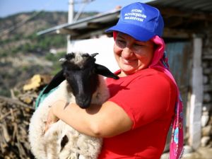 Sakız koyunları dertlere derman oldu