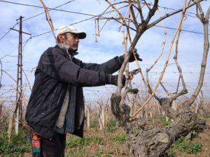 Sarıgöl’de bağların budanmasına başlandı