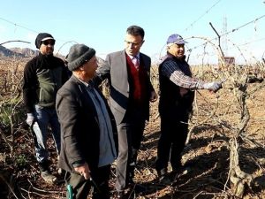 Başkan Öküzcüoğlu bağ budaması yapan çiftçileri yalnız bırakmadı