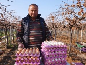 Üzüm üreticisi ’gezen tavuk’ hayalini gerçekleştirdi