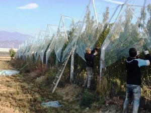 Meyve bahçesini file ile kapattı