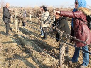 Alaşehir’de bağ budama kurslarına yoğun ilgi