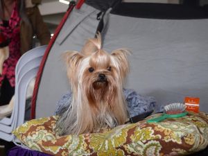 Kuşadası’nda köpek ırkları yarışması başladı