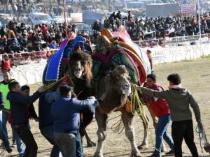 Yatağan’da deve güreşi