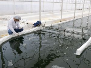 Serada ürettiği yosunu 6 ülkeye ihraç ediyor