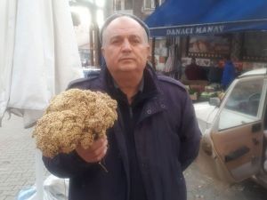 Kış günlerinin şifa kaynağı Akbaşlı otu pazar tezgahında