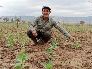 Ödemiş’te bakla mevsimi yaklaşıyor