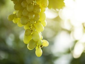 Üzüm için sigorta zamanı