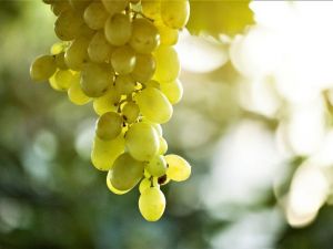 Üzüm için sigorta zamanı 21 Şubat’ta sona erecek