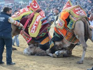 190 deve Torbalı’da arenaya indi
