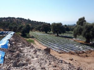 Aydınlı çiftçilere 791 bin TL’lik destek