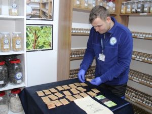 Türkiye’nin yerli tohumu Muğla’dan