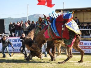 Geleneksel deve güreşleri 13’üncü kez gerçekleştirildi
