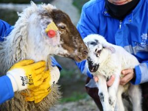 Çine çaparlarının ilk kuzusuna ‘Umut’ ismi verildi