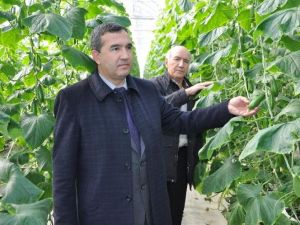 Teknolojik termal seralarda salatalık üretimi