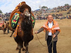 Turgutlu Belediyesi geleneksel deve güreşlerine hazırlanıyor