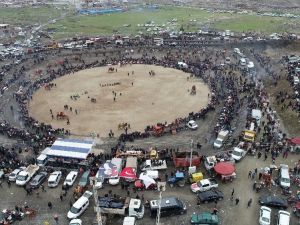 Salihli’deki deve güreşi festivali 23 Şubat’ta yapılacak