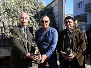 84 çiftçiye 3 bin 300 memecik zeytini fidanı dağıtıldı