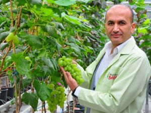 Manisa’da 1453 çeşit üzüm